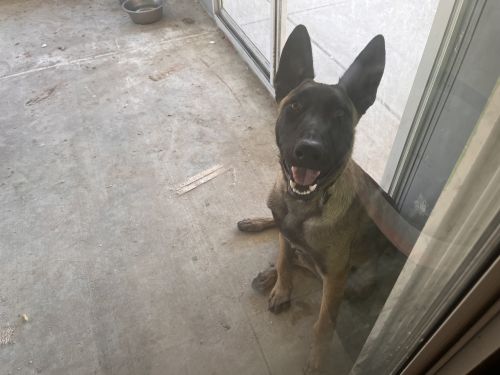 Giving away my puppy