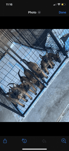 Belgian Malinois puppies