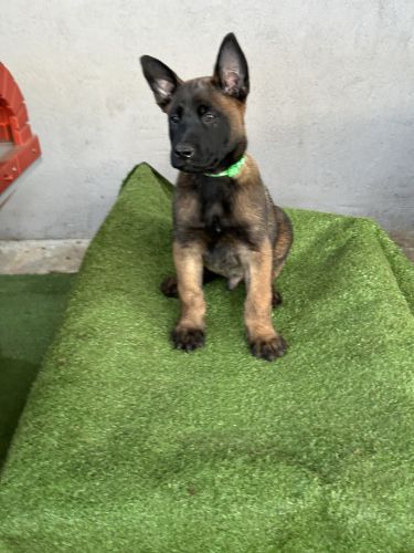 Belgian malinois pups seeking forever home