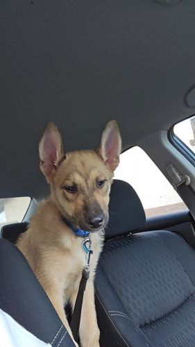 Belgian Malinois mix puppies