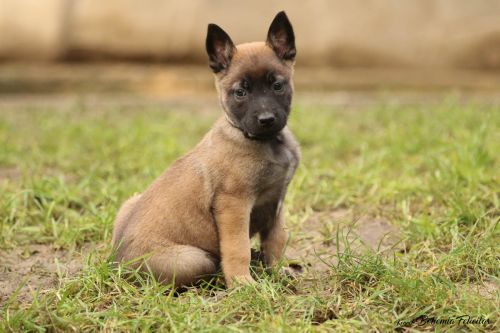 Belgian Shepherd Malinois