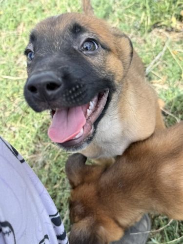 Adorable puppies looking for their furever homes