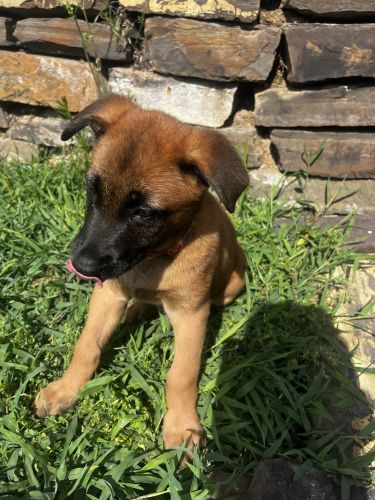 Belgian Malinois Puppies