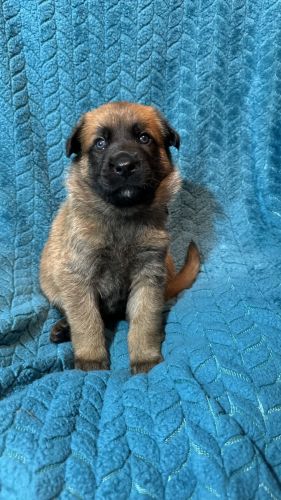 Malinois puppies