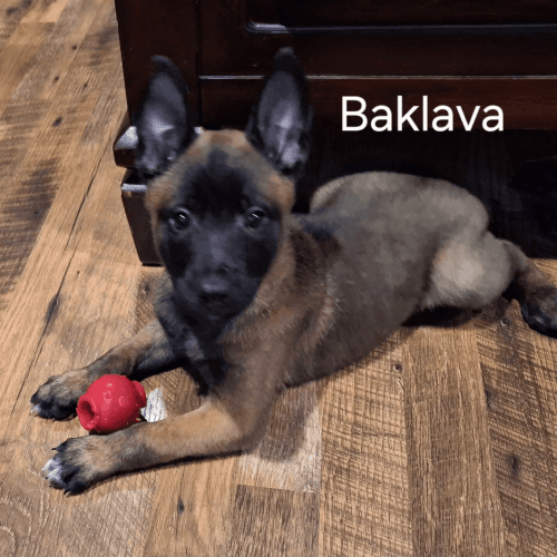 AKC Belgian Malinois