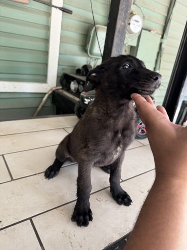 Belgian malinois puppies