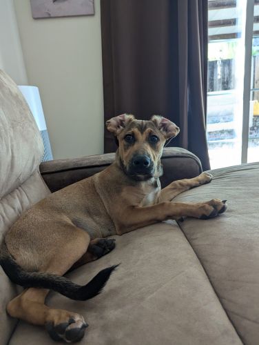 GSD/Malinois Mix puppies to a good home