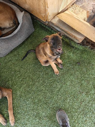 Purebred Belgian Malinois pups