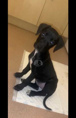 Female Belgian shepherd mali