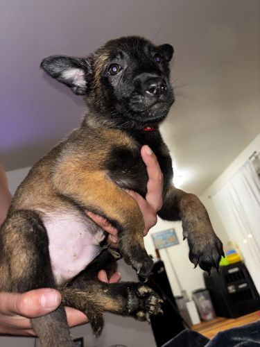 Belgian Malinois Puppies