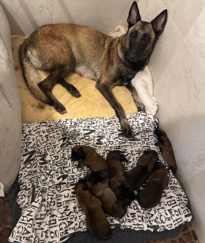 Belgian Malinois Puppies