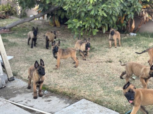 Belgian Malinois puppies for Sale
