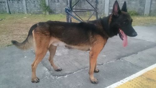 Belgian Shepherd Dog (Malinois) Puppies for sale in Bacoor, Cavite, Philippines. price: 4,500 PHP