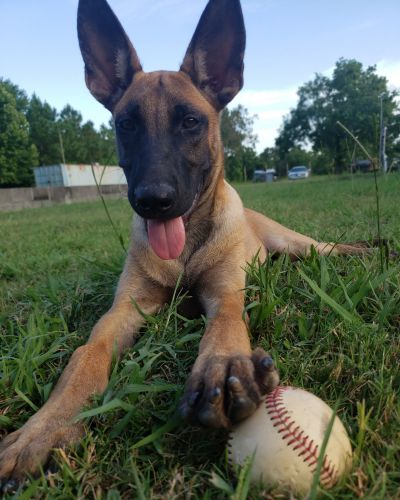 Belgian malinois