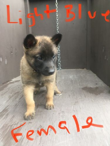 Belgian Malinois Puppies for sale
