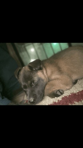 7 week old Belgian malinois