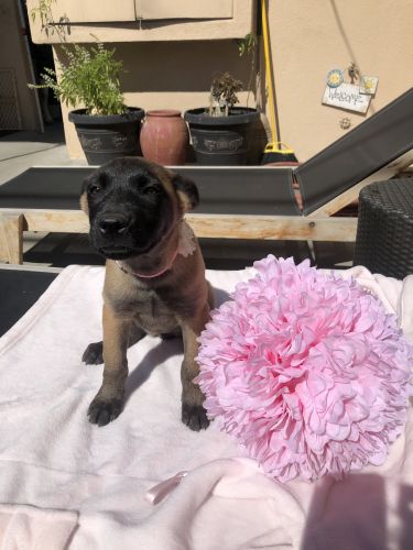 Belgian shepherd Malinois puppies