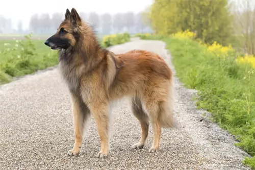 belgian shepherd dog tervuren