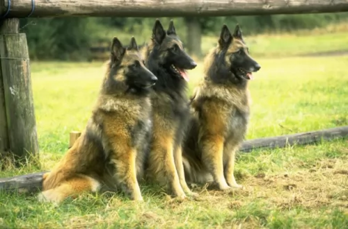 belgian shepherd dog tervuren dogs - caring