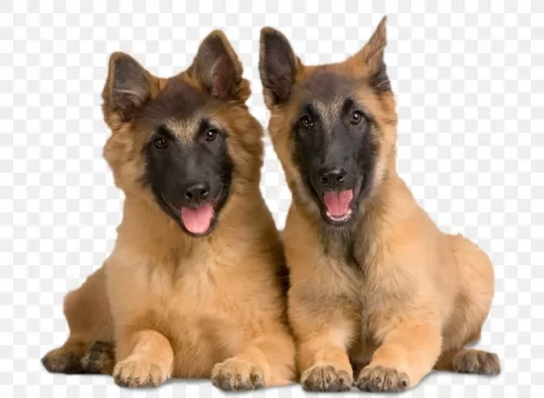 belgian shepherd dog tervuren puppies - health problems