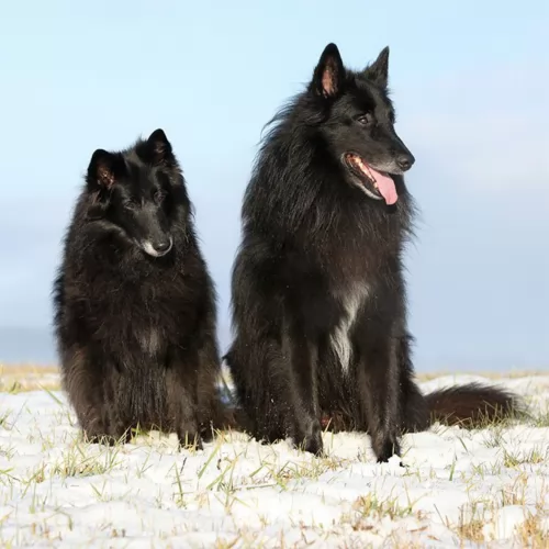 belgian shepherd dogs - caring