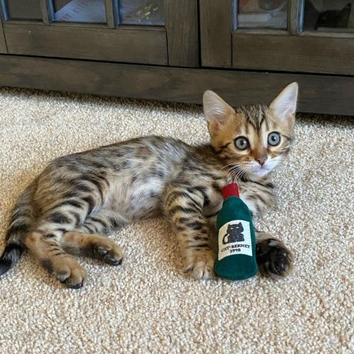 BENGAL KITTENS AVAILABLE FOR RE-HOMING