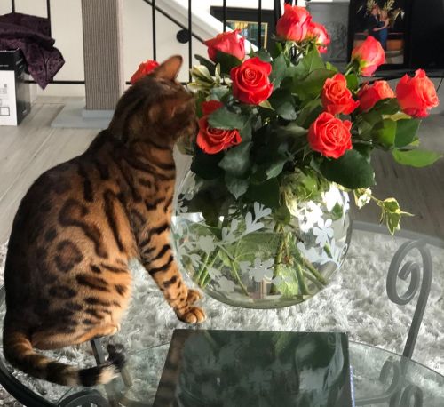 T.I.C.A. and C.F.A. Bengal Kittens