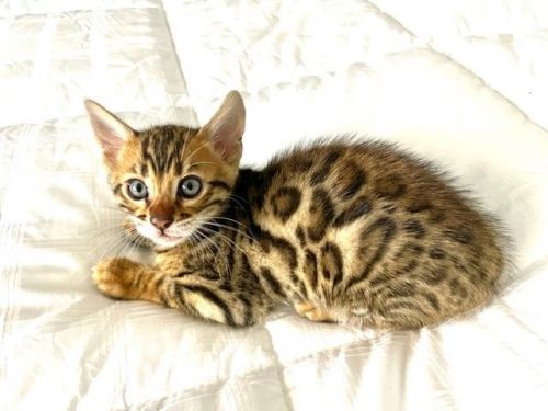Bengal Kittens