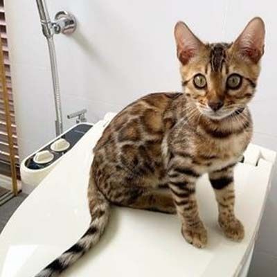 Bengal kitty for sale