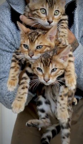 Adorable Bengals for adoption