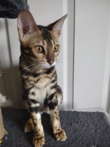 Marble Bengal kitten