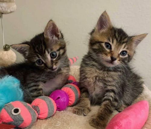 Cute Bengal Kittens For Sale