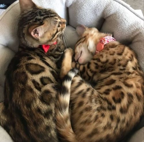 Lovely Bengal kittens for sale