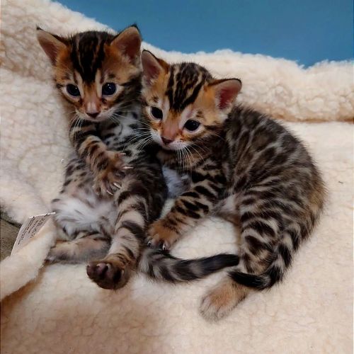 Bengal kittens available Text or WhatsApp at.... +1(5***) ***4-36***