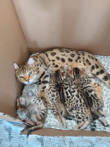 Bengal kittens