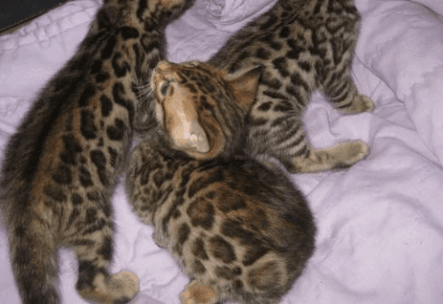 BENGAL KITTENS