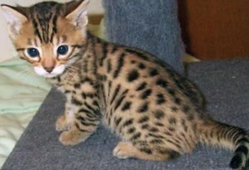 REGISTERED BENGAL KITTENS FOR SALE