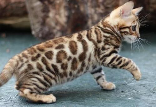 BEAUTIFUL BENGAL KITTENS.