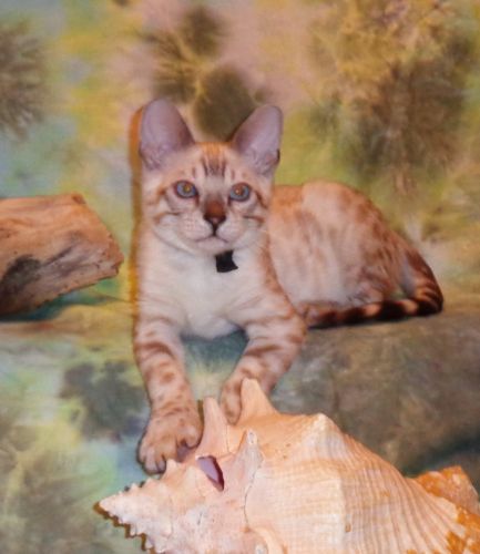 READY Male Snow Lynx Rosette Glitter Bengal Kitten