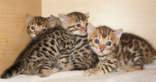 Obedient Bengal Kittens