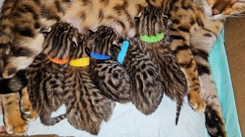 Bengal kittenz