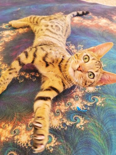 Bengal kitten Atman