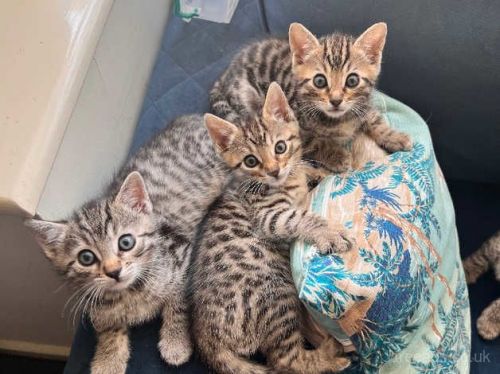 Bengal Cats for sale in New York, NY, USA. price: $500