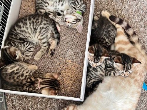 Bengal Cats for sale in San Diego, CA, USA. price: $500