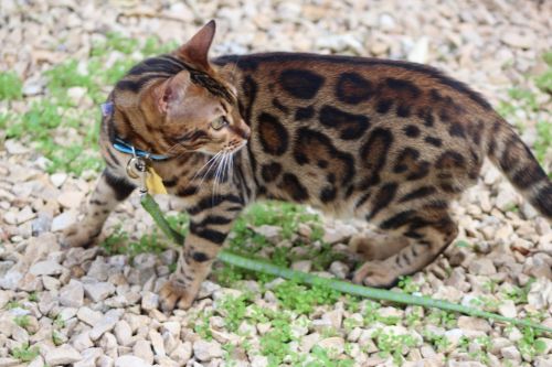 Bengal Cat