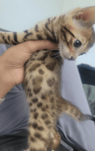 Teddy Bengal Kitten