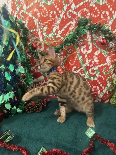 Bengal kittens w/ Rosettes ** REDUCING PRICES*****