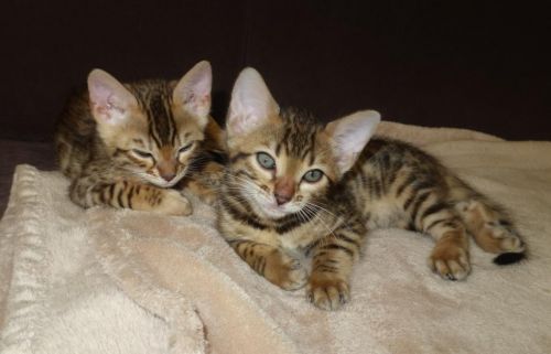 Magnificent Bengal Kittens Again