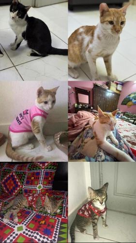 I am selling my male friendly cat old want to sell urgently