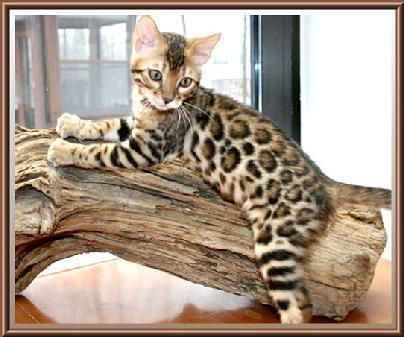 healthy raised bengal kittens